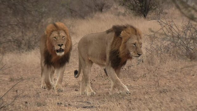 Two male lions walking together then a playful cub pounces and jumps on one of them.