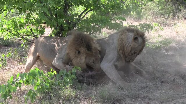 Two male lions fight viciously for prey in an African wildlife park.