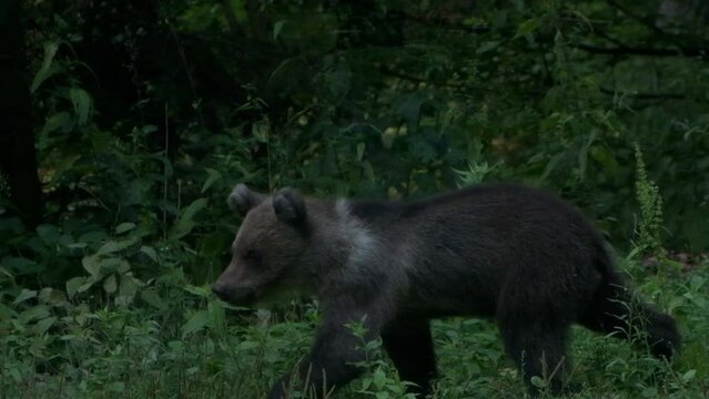 Slow motion handheld footage of Bear cub walking through jungle area