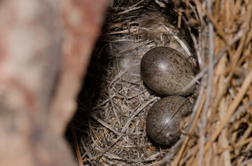Nest and eggs of Berthelot's pipit Anthus berthelotii. Integral Natural Reserve of Inagua. Tejeda. Gran Canaria. Canary Islands. Spain.