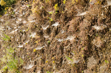 Spider webs of Agelena canariensis on the slope of a road. San Mateo. Gran Canaria. Canary Islands. Spain.