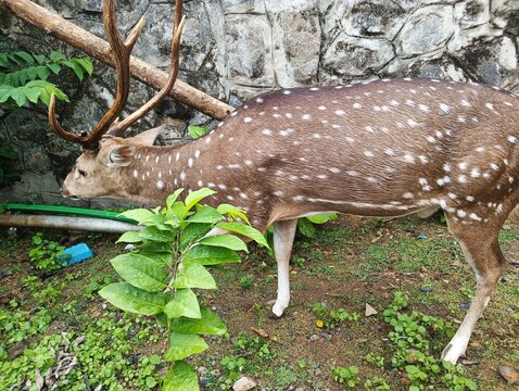 The Shital Deer, Axis Deer, Sheetal deer, Spotted Deer