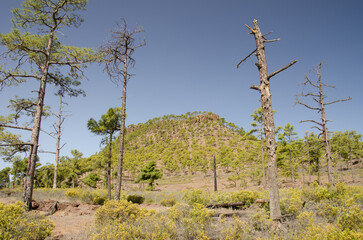Forest of Canary Island pine Pinus canariensis in the Ojeda Mountain. Integral Natural Reserve of Inagua. Gran Canaria. Canary Islands. Spain.