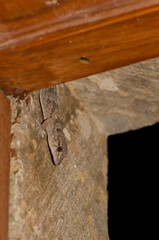 Boettger's wall gecko Tarentola boettgeri boettgeri in a window. Cruz de Pajonales. Reserve of Inagua. Tejeda. Gran Canaria. Canary Islands. Spain.