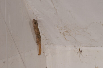 Boettger's wall gecko Tarentola boettgeri and daddy long-legs spider Pholcus phalangioides carrying its eggs. Gran Canaria. Canary Islands. Spain. - obrazy, fototapety, plakaty