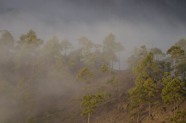 Forest of Canary Island pine Pinus canariensis in the fog. Integral Natural Reserve of Inagua. Tejeda. Gran Canaria. Canary Islands. Spain.