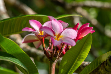 Close up of pink and yellow Plumeria tree flowers on a sunny day in Kauai, Hawaii, United States.
