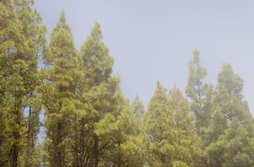 Forest of Canary Island pine Pinus canariensis in the fog. The Nublo Rural Park. Tejeda. Gran Canaria. Canary Islands. Spain.
