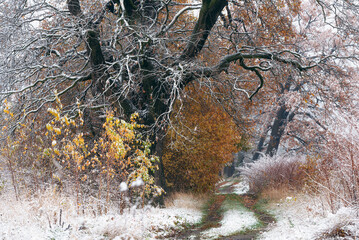 Jesienna aleja i pierwszy śnieg  © Elżbieta Kaps