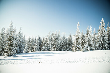 beautiful winter landscape with snowy fir trees