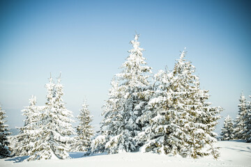beautiful winter landscape with snowy fir trees