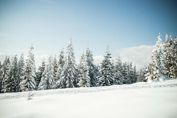beautiful winter landscape with snowy fir trees