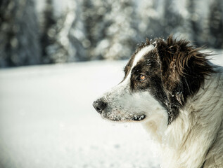 happy white dog in big snow in winter