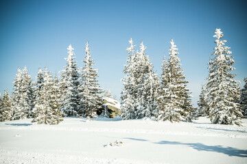 Fototapeta premium beautiful winter landscape with snowy fir trees