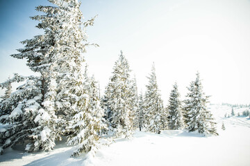 beautiful winter landscape with snowy fir trees