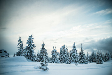 beautiful winter landscape with snowy fir trees