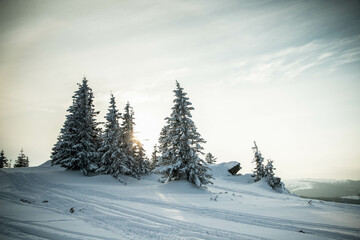 beautiful winter landscape with snowy fir trees