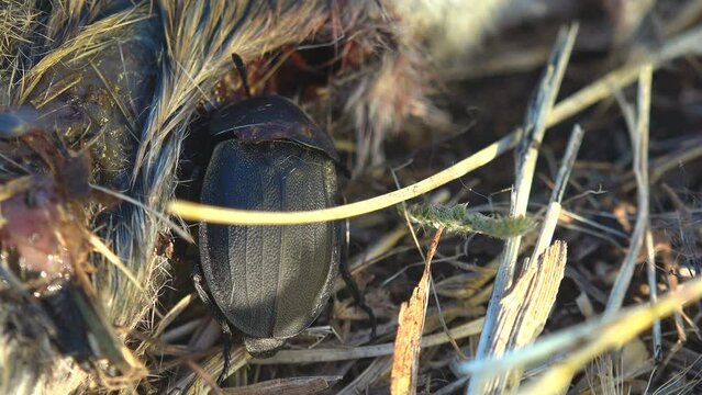 Nicrophorus marginatus running around dead mouse, Burying beetles or sexton beetles, genus Nicrophorus, of family Silphidae, carrion beetles. View macro insect in wildlife