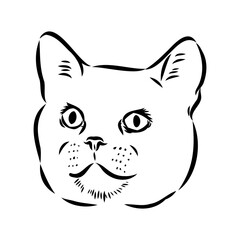 Sketch of an american shorthair american shorthair cat vector