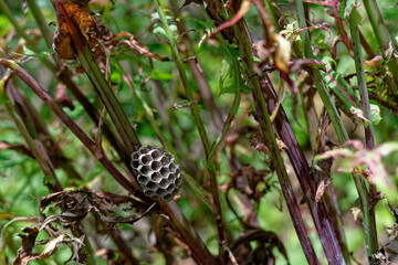 abandoned bumblebee honeycomb stuck in bushes