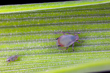 Oat aphids (Rhopalosiphum padi) on a leaf of winter barley in a cultivated field in autumn.