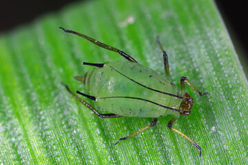 Grain aphid Sitobion avenae wingles larva, nymph insect.