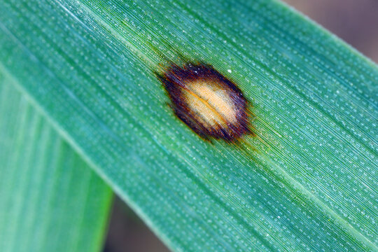 Scald symptoms. Common disease of barley in temperate regions. It is caused by the fungus Rhynchosporium commune and can cause significant yield losses in cooler, wet seasons.