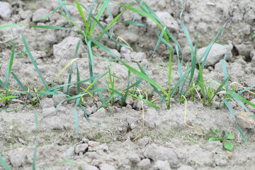 Cereals, wheat damaged by boring into the shoots by larvae of Frit fly (latin name is Oscinella frit). It is important crop pest.