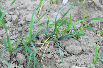 Young winter wheat plants damaged by larva, maggot of wheat bulb fly (latin name is Delia coarctata). A pest of field crops of cereals and grasses.