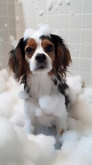 Cute fluffy dog in bath. Dog being bathed in tub with shampoo or soap bubble foam. Pet grooming and clean concept.