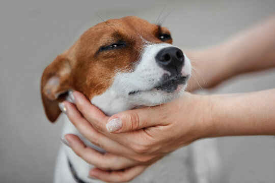 The hands of a man owner stroke his purebred dog on the street during a walk in the summer. Concept for pet products, banners, articles, place for text. Care and care for your pet.