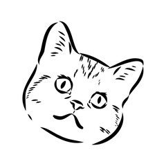 Sketch of an american shorthair american shorthair cat vector