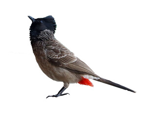isolated Red vented Bulbul (Pycnonotus cafer)