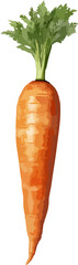 Carrot clip art