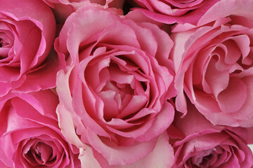 pink rose flower macro detail - 682235064