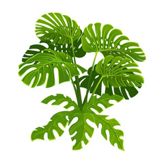 Monstera plant with large leaves. Vector illustration.