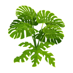 Tapeten Monstera Monstera plant with large leaves. Vector illustration.