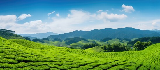 In the midst of summer, while traveling through City, they were captivated by the breathtaking sight of the lush green fields, towering trees, and vibrant gardens scattered amidst the sprawling