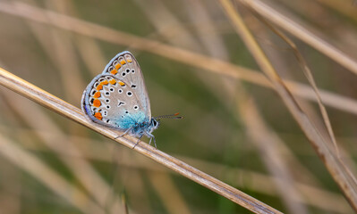 tiny blue butterfly clinging to a dry branch