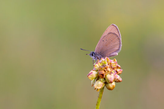 brown little butterfly on host plant, Phengaris nausithous