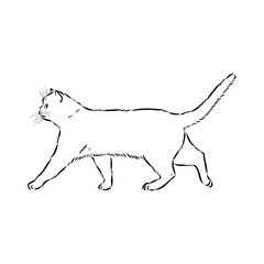 Sketch of an american shorthair american shorthair cat vector