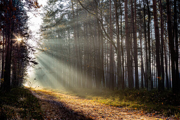 Obrazy na Plexi  Światło wschodzącego słońca na leśne drodze