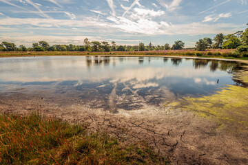 Drying out fen in a heathland area in the summer season. The ground at the water's edge is cracked....