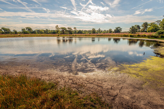 Drying out fen in a heathland area in the summer season. The ground at the water's edge is cracked. The focus is set to the foreground. The photo was taken in the Dutch province of North Brabant.