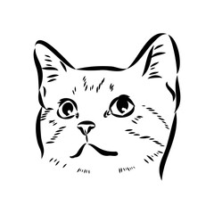 Sketch of an american shorthair american shorthair cat vector