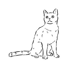Sketch of an american shorthair american shorthair cat vector