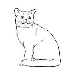 Sketch of an american shorthair american shorthair cat vector
