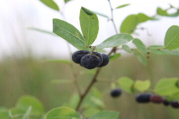 blueberries on a bush