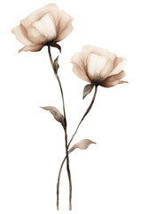 Beautiful watercolor white rose, buds and leaves, isolated on transparent background cutout PNG, clipping path.
