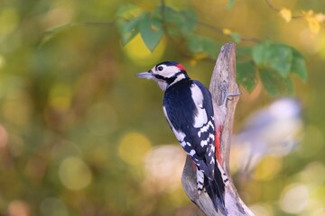 Autumn scene with a great spotted woodpecker. Dendrocopos major. A woodpecker climbs a tree trunk